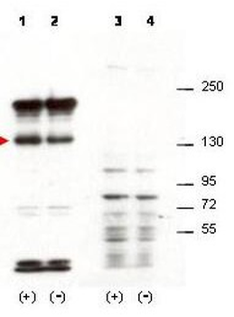 Sipa1 Antibody