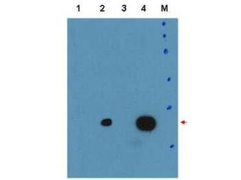 Cebpd Antibody