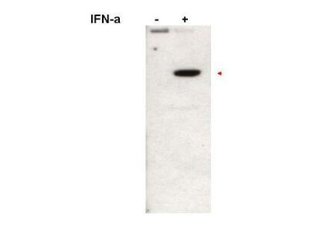 STAT2 Antibody