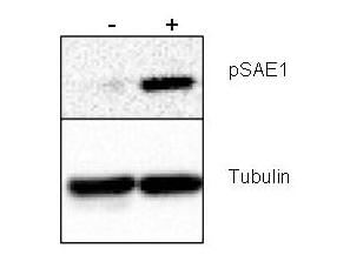 SAE1 Antibody