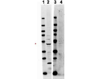 TRAF2 Antibody