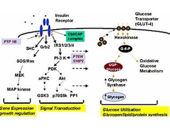 GYS1 Antibody