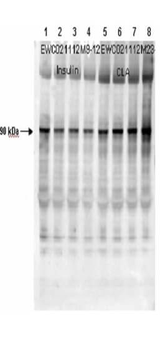 GYS1 Antibody