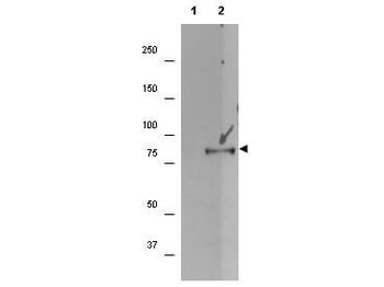 RPS6KA1 Antibody