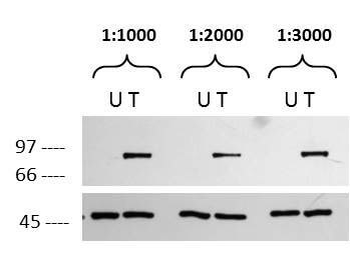 RPS6KA1 Antibody