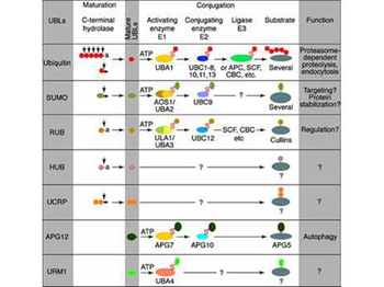 UBE2J2 Antibody