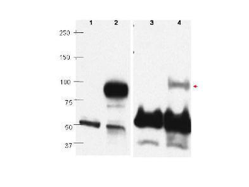 PRDM1 Antibody
