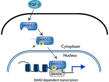 SMAD3 phospho T179 Antibody