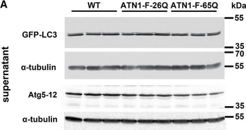 ATG13 phospho S318 Antibody