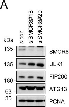 ATG13 phospho S318 Antibody