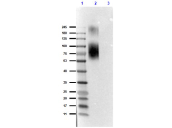 ATG13 phospho S318 Antibody
