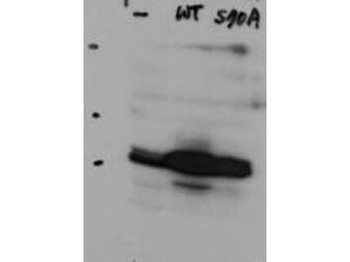 HAUS8 Antibody