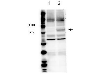 STAT3 phospho Y705 Antibody