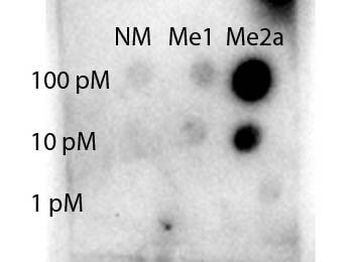 STAT1 R31-Me2a Antibody