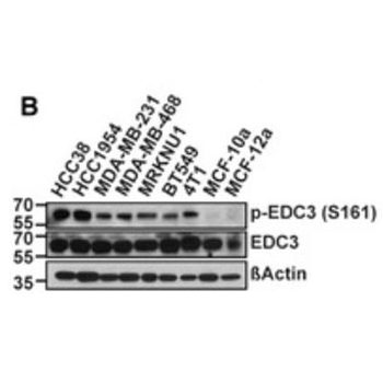 Edc3 Antibody