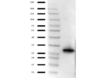 mCherry Antibody Pre-Adsorbed
