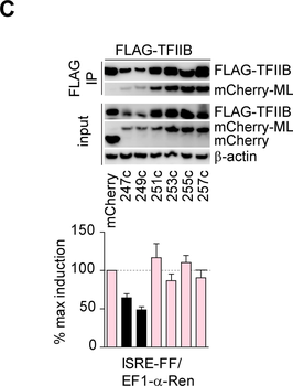 mCherry Antibody Pre-Adsorbed