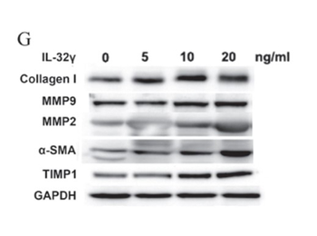 Collagen Type I Antibody Fluorescein Conjugated
