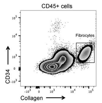 Collagen Type I Antibody Fluorescein Conjugated