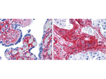 COL6A1-COL6A3 Antibody (FITC)