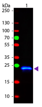 GST Antibody Fluorescein Conjugated