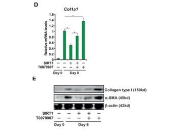 Collagen Type I Antibody Peroxidase Conjugated