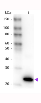 GFP Antibody Peroxidase Conjugated