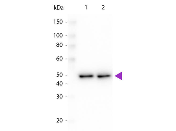 DYKDDDDK Tag (FLAG) Antibody Peroxidase Conjugated