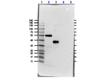 DYKDDDDK Tag (FLAG) Antibody Peroxidase Conjugated
