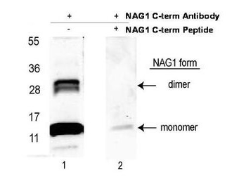 GDF15 Antibody Peroxidase Conjugated