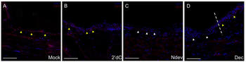 Collagen Type IV Antibody Biotin Conjugated