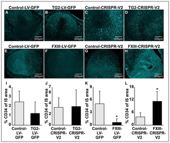 Collagen Type IV Antibody Biotin Conjugated