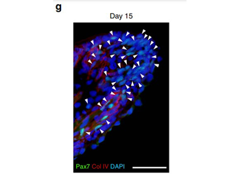 Collagen Type IV Antibody Biotin Conjugated