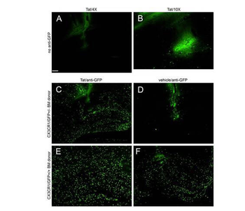 GFP Antibody Biotin Conjugated