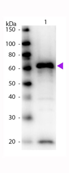 MYC Epitope Tag Antibody Biotin Conjugated