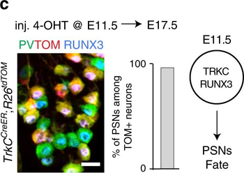 DsRed Antibody