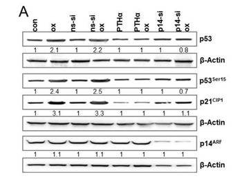HRP Western Blot Mouse IgG antibody (Peroxidase)
