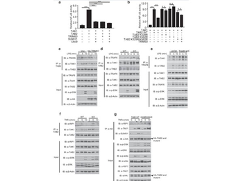 HRP Western Blot Mouse IgG antibody (Peroxidase)