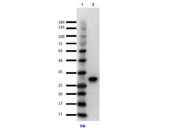 GFP Control protein