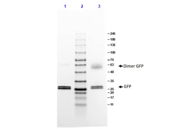 GFP Control protein