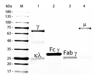 Chicken IgG F(ab')2 Agarose Antibody