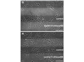 Human IgG Fc Antibody