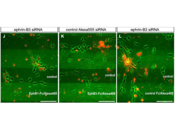 Human IgG Fc Antibody