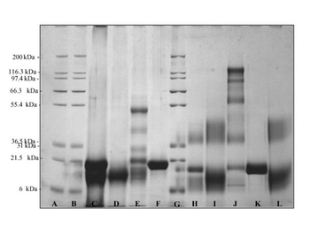 Rabbit IgG F(c) fragment Antibody