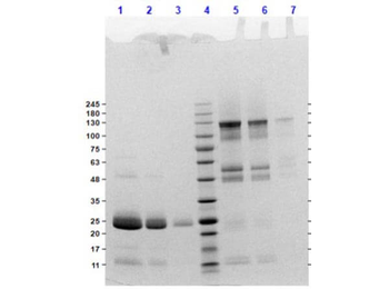 Rat IgG F(ab')2 Antibody