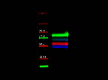 Human IgG (H&L) Antibody Fluorescein Conjugated
