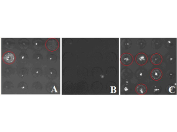 Human IgG (H&L) Antibody Fluorescein Conjugated