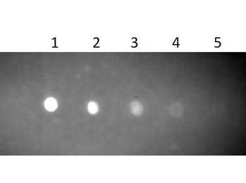 Rabbit IgM (mu) Antibody Fluorescein Conjugated