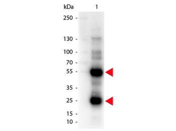 Sheep IgG (H&L) Antibody