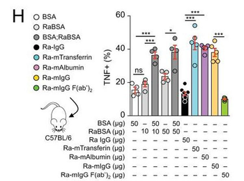 F(ab')2 Mouse IgG (H&L) Antibody